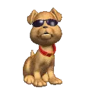 cool dog 
