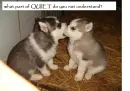 cute