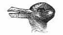 duck or rabbit optical illusion