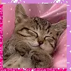 Kitty