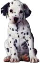 dalmatian