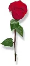 rose21