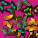 butterflys