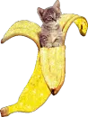 Banana Kitten