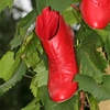 I wish shoes where just like fruit