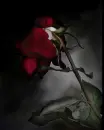 dead rose