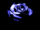 Black & Blue Rose