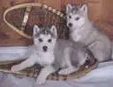 Huskies