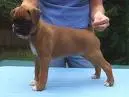 Show pup that is sooo cute!