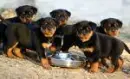 rotweilers