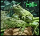iguanas