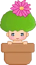 pixi in a pot