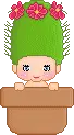 pixi in a pot