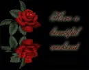 red rose
