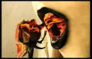 fire rose
