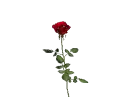 rose 