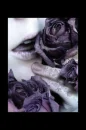 purple rose 
