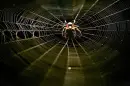 spider