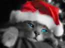 blue eyed kitty