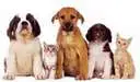 Adorable pets 
