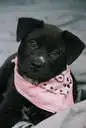 adorable black lab