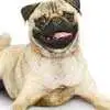 pug