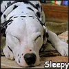 sleepy doggie