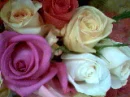 Pretty Roses