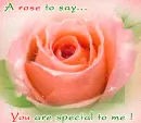 rose
