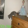 Falling Kitty