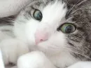 Sweet Kitten