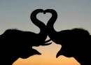 Love Elephants
