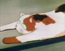 Buuyo