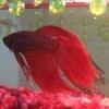 Beta Fish