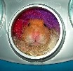 Hamster one