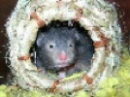 Hamster Two