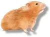Hamster Three