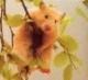 Hamster Four