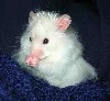 Hamster Five