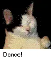dance like a cat!
