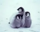 Penguins