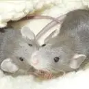 mice