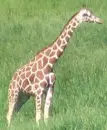 Giraffee far away