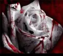 Bleeding white rose