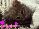 celena