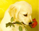 Chien qui tient une rose