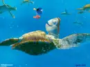 Crush, marlen, and dory!!!!!!!!!!!!!!