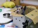 a present