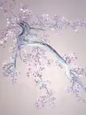 cherry blossom