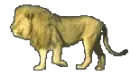 lion walking